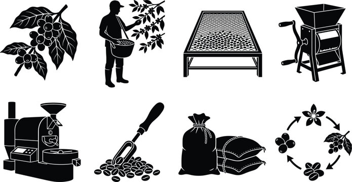 Set of black coffee production process icons from harvest to processing
