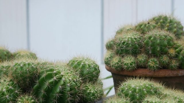 Multiple Potted Cacti Succulents Black Plastic Terracotta Pots Concrete Steps White Wall Urban Garden Background Botanical Lifestyle