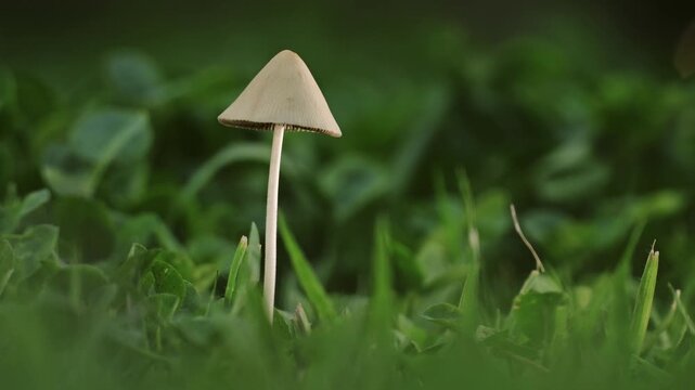 Tokyo, Japan - July 7, 2026: Closeup of white dunce cap or Conocybe albipes