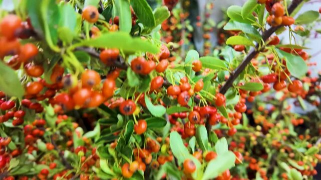 Close Up of Red and Orange Firethorn Berries at Flower Market