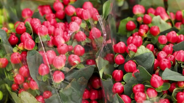 Close Up of Red Hypericum Berries at a Flower Market