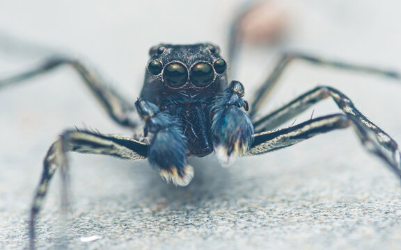 Jumping spider watching with large eyes on flat surface