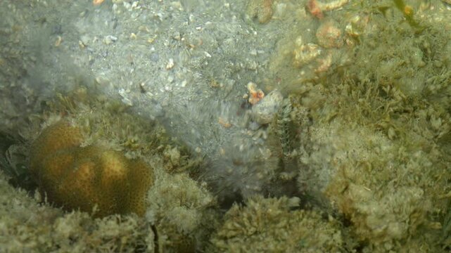 Snapping shrimp excavating burrow beside goby
