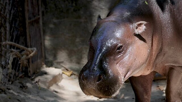 Close up of a cute pygmy hippopotamus face
