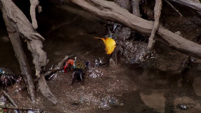 Colorful Fiddler Crab Feeding on Mud Between Mangrove Roots