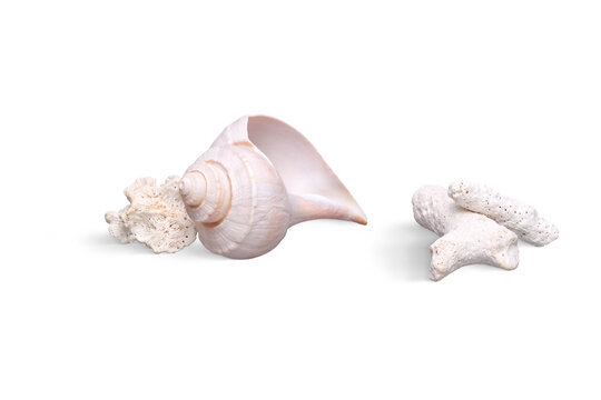 Natural seashells and coral pieces on white background with seashells seashell nautilus tropical seashore underwater beachcombing vacation

