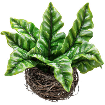 Lush green asplenium nidus planted in a rustic bird nest isolated on white background