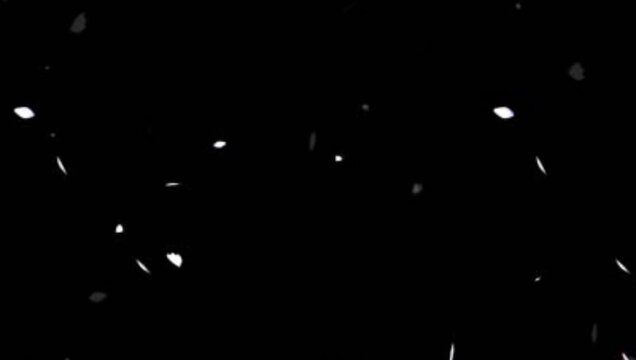White Petals Falling on Black Background 4K 60fps video overlay