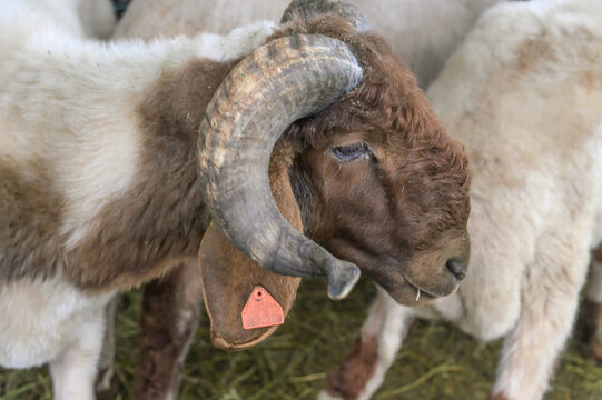 Awassi ram in a livestock pen with large curved horns, brown head, white fleece, ear tag, and other sheep visible in the enclosure.