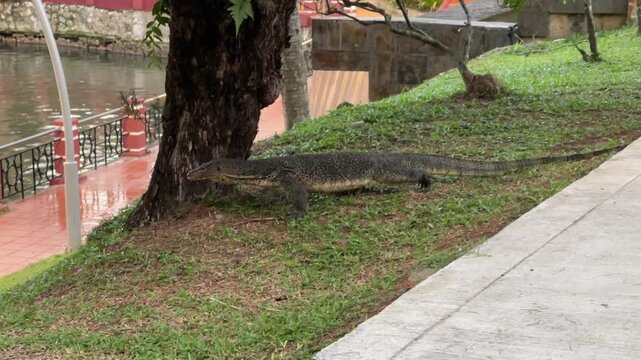 A large water monitor lizard (Varanus salvator) crawling across a grassy lawn next to a tree trunk and a concrete pathway in a public park.