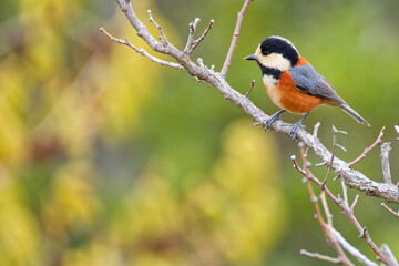 早春のヤマガラ(Varied Tit) © 水玉模様