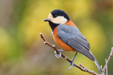ヤマガラ(Varied Tit)の全身、側面 © 水玉模様