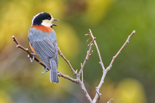 さえずるヤマガラ(Varied Tit)の背面