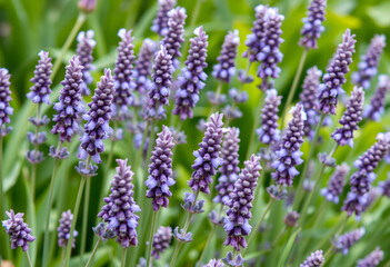 Obraz premium Close-up of blooming lavender flowers in nature
