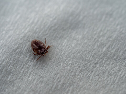 Macro close-up of a dead engorged tick removed from human skin and placed on white tissue. Blood-fed parasite associated with tick bites, Lyme disease awareness and healthcare prevention.