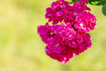 Obraz premium Close-up of vibrant pink climbing rose blossoms on a branch with soft green bokeh background. Blooming garden flowers in natural sunlight with shallow depth of field.