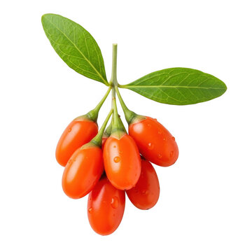 Fresh red goji berries with green leaves on a stem isolated on transparent background