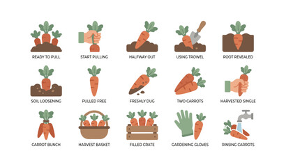 Fototapeta premium Carrot harvesting icons showing pulling and harvesting steps garden