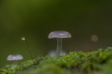 Translucent forest mushrooms growing on moss © Pakau