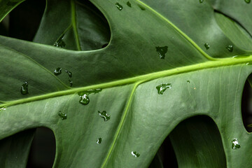 Detailed shot of a vibrant Philodendron bipinnatifidum leaf, commonly known as Guaimbê or Tree Philodendron, covered in fresh water droplets.  © AlfRibeiro