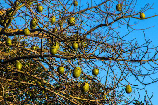 A close-up of developing green seed pods on the branches of a white floss-silk tree (Ceiba insignis), a species native to the Brazilian flora belonging to the Malvaceae family. 