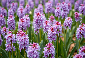 Obraz premium Field of blooming purple hyacinth flowers outdoors