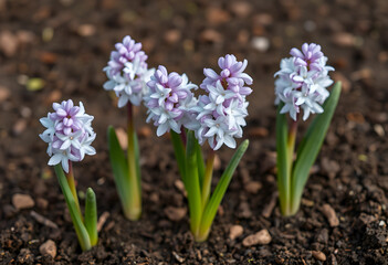 Obraz premium Five blooming hyacinth flowers growing in soil