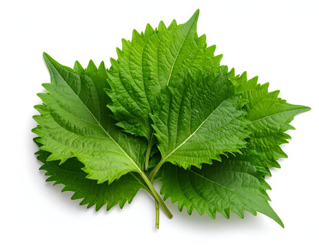 A fresh vibrant green bundle of aromatic Japanese shiso perilla leaves isolated on a plain white surface