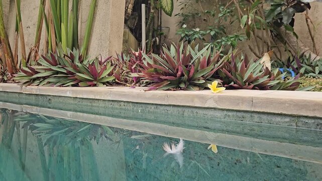 Detailed shot of a bird feather floating on calm pool water surface with a yellow frangipani flower on the edge in Bali. Peaceful mood.