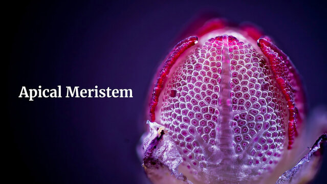 Apical meristem plant tissue under microscope  purple cells forming new growth  science biology botany