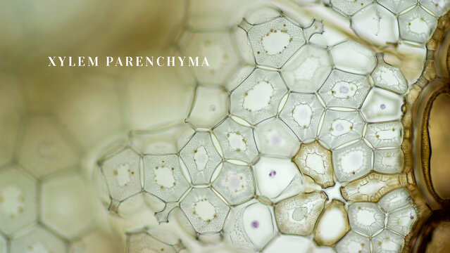 Microscopic view of xylem parenchyma cells in plant tissue under a microscope showing hexagonal cell structure and cell walls  plant biology and cellular structure