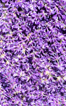 Freshly cut purple blue lavender flowers background backdrop. Traditional British cottage garden medicinal flowers.