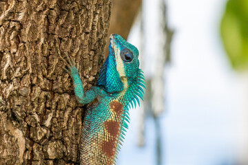Fototapeta premium Vibrant Blue crested Lizard Climbing on Tree Trunk
