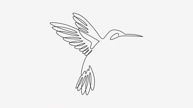 Single line drawing hummingbird bird flying dynamic motion animation.