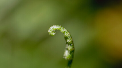 growth of a fern with drops © Victor