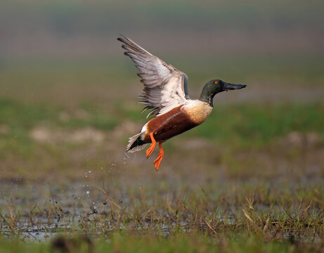 Northern shoveler male taking off from water in the swamps. Selective focus.
