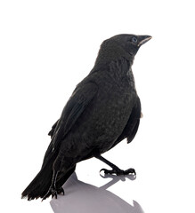 Fototapeta premium jackdaw in studio