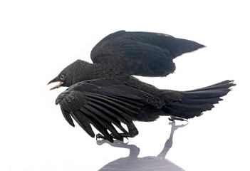 Fototapeta premium jackdaw in studio