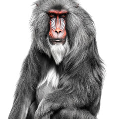 Fototapeta premium Closeup portrait of a mandrill with red face and white fur isolated on transparent background PNG element