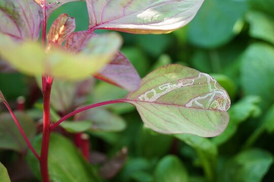 Focus on leaves of red vegetable destroyed from Leaf miner of leguminous plants. bug or insect pests in Fresh homegrown, organic vegetables, green food. Plant plot in urban farming.