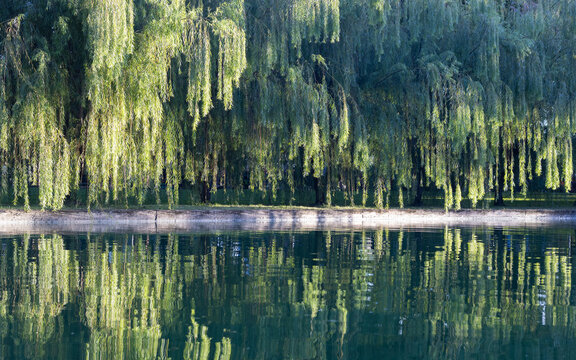 A line of Weeping willow trees by the canal during the golden hour.