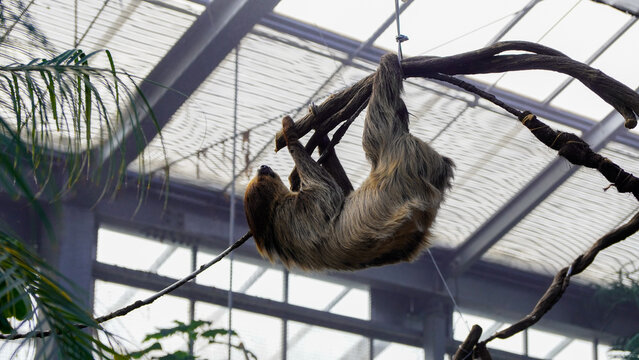 Two-toed sloth climbing along a branch upside down