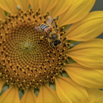 Honey bee collecting pollen on sunflower