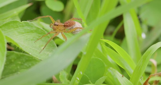 Ground spider female protects her egg sac while resting on grass in the monsoon rains
