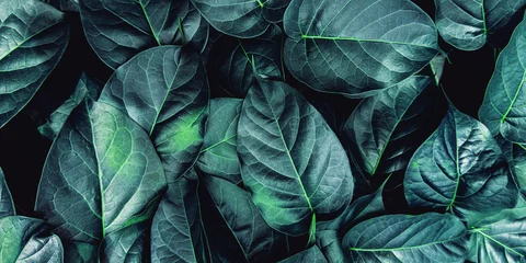 abstract tropical leaf textures on dark tone, natural green background. © Nabodin