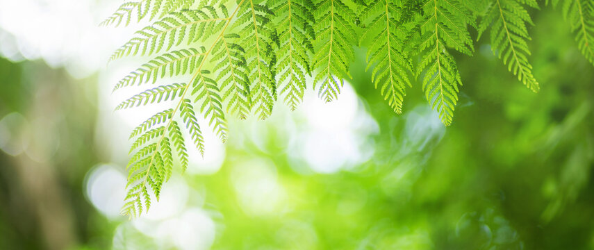 abstract circular green bokeh background, green nature spring and nature light in blurred style, copy space