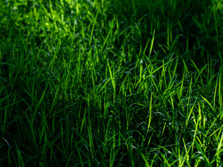  Close-up low angle view of lush dark green wild grass field with sunlight and shadow pattern in tropical urban park © Tavan