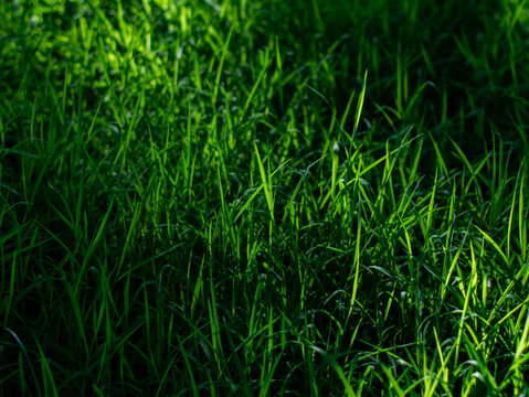  Close-up low angle view of lush dark green wild grass field with sunlight and shadow pattern in tropical urban park
