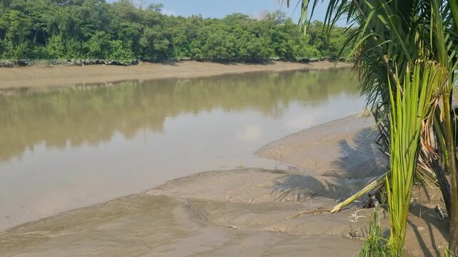 Muddy shores at extreme low tide in the Sundarbans near Khulna, Bangladesh, with tropical vegetation and mangroves along the shoreline, captured on a sunny day in the protected natural reserve