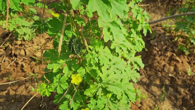 Closeup of a young bitter gourd fruit growing naturally on a healthy vine with lush green leaves in an organic farm under bright daylight.